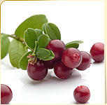 Cranberry Cranberry